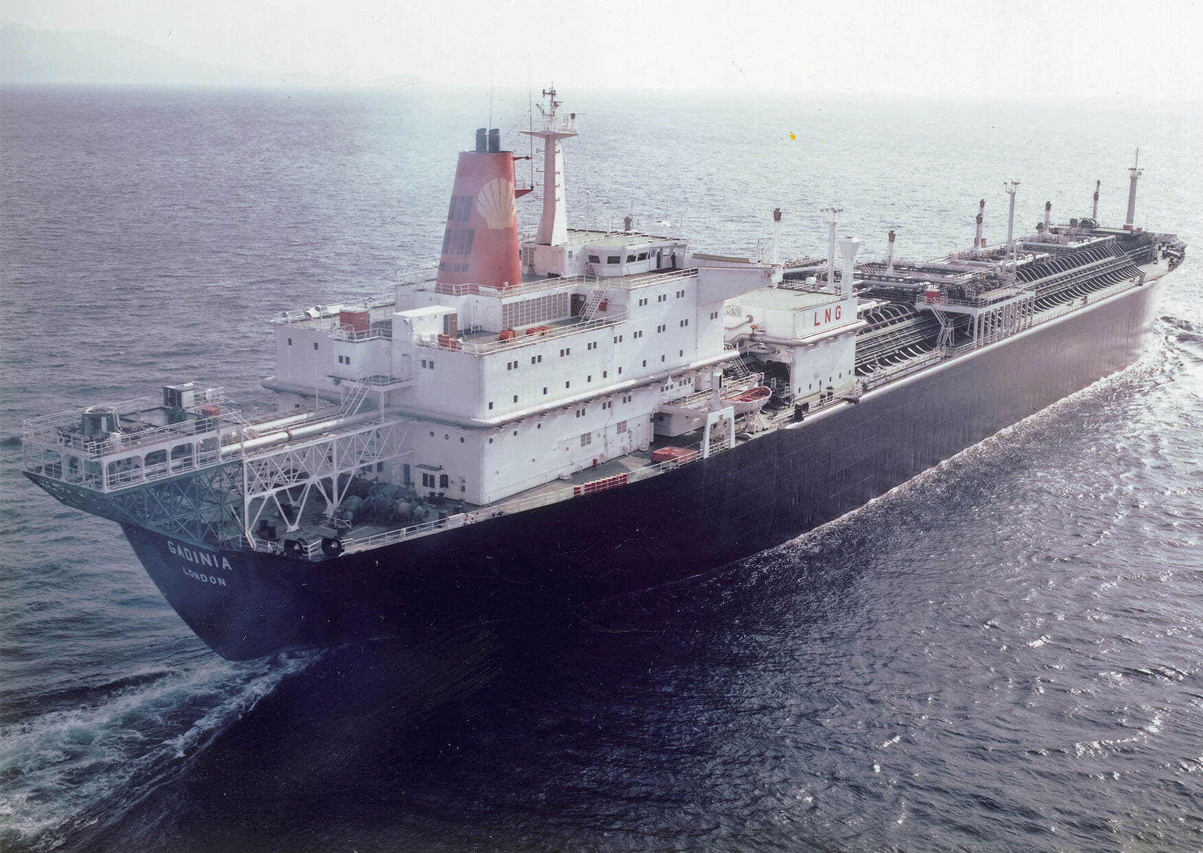 Color photograph of Gadinia